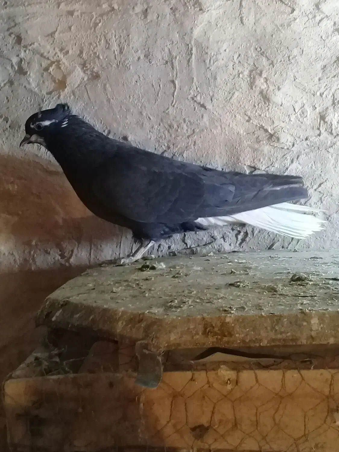 کبوتردمسفیدمادهبشرطتخمپرش|پرنده|الوند, |دیوار