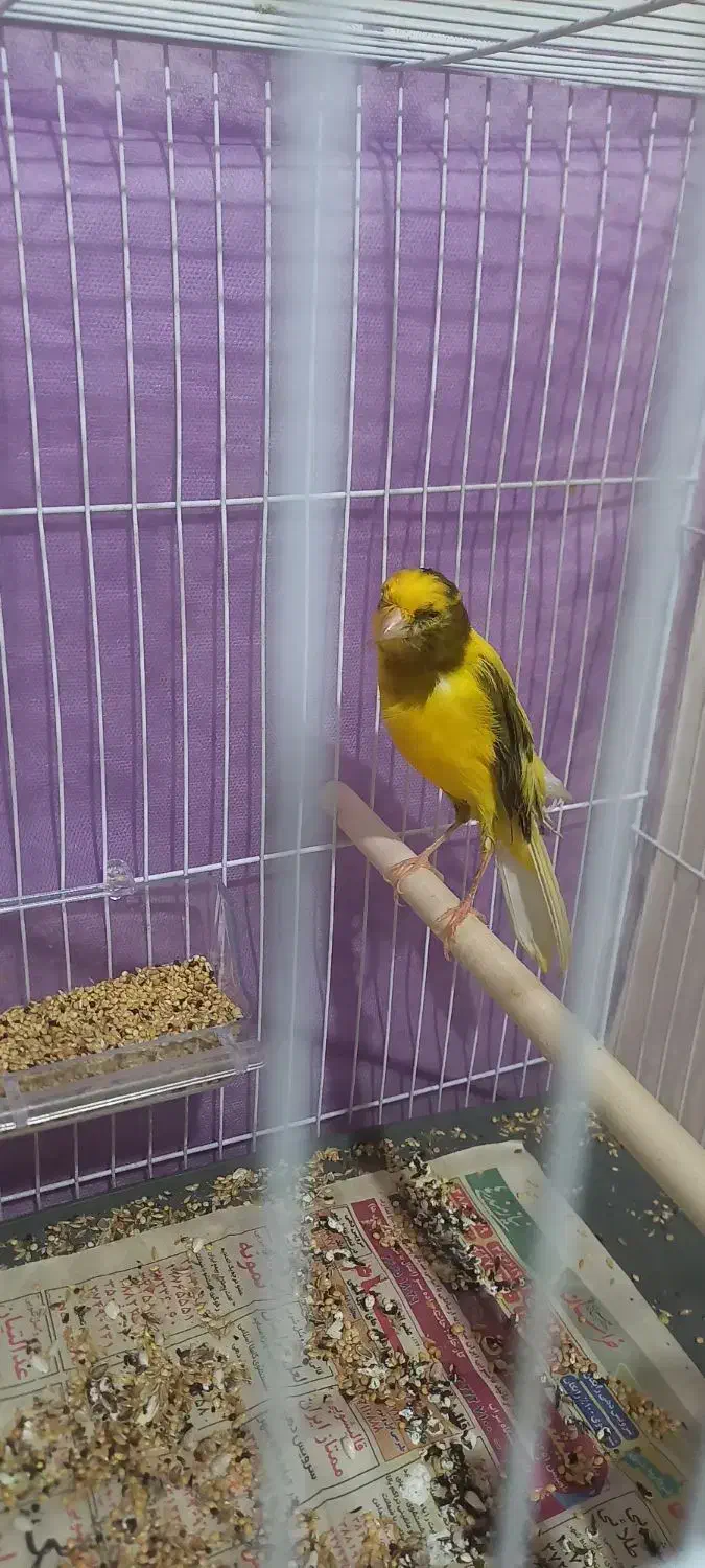 قناری کرست ابلغ زرد کشیده نر|پرنده|مشهد, پروین اعتصامی|دیوار