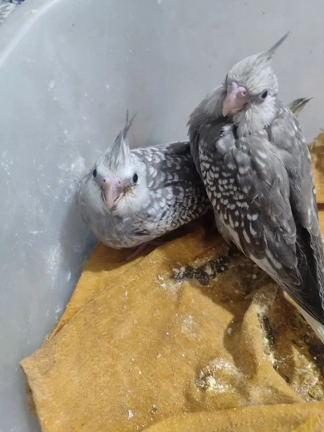 عروس هلندی|پرنده|پیشوا, |دیوار