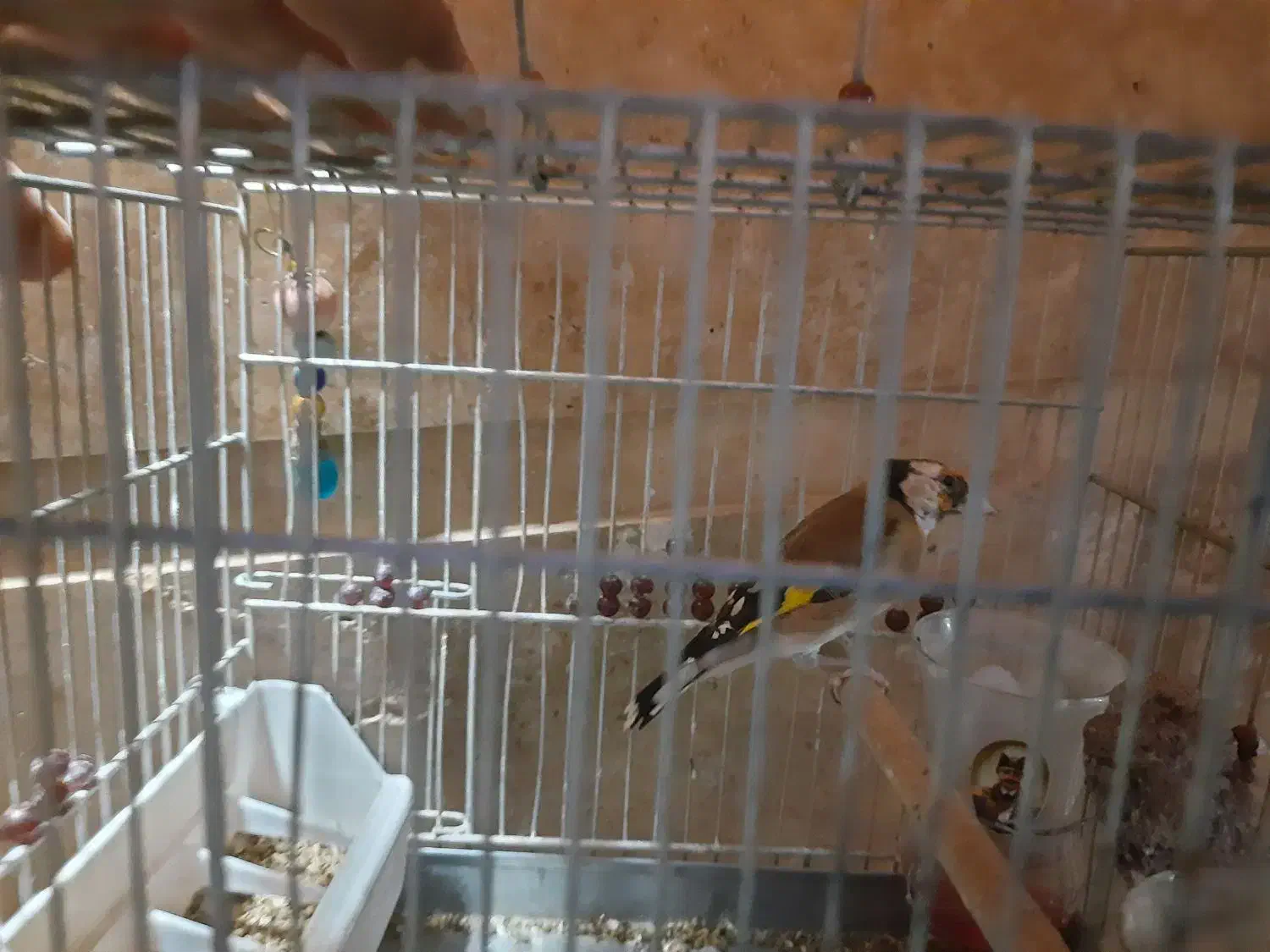 دوعددسهره نر|پرنده|شیراز, شهرک کوثر|دیوار