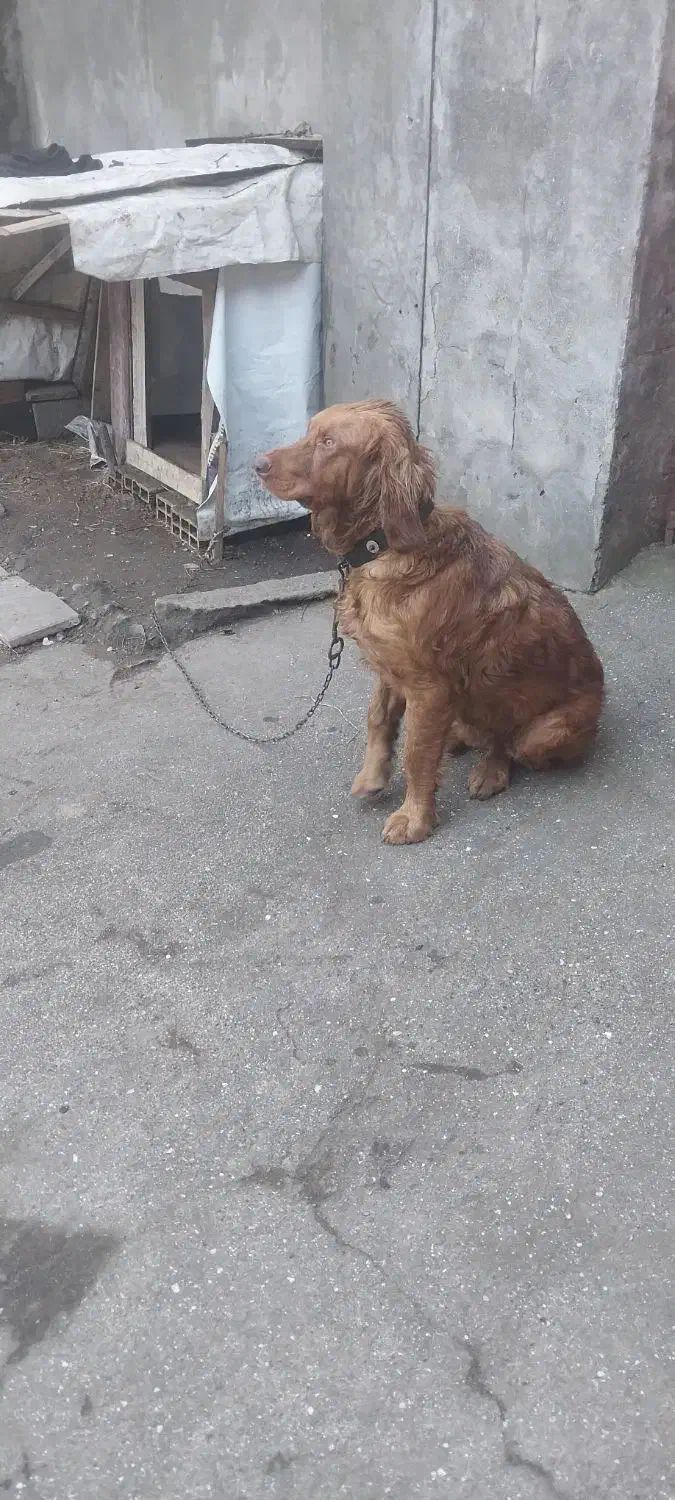 سگ شکاری|سگ|فومن, |دیوار