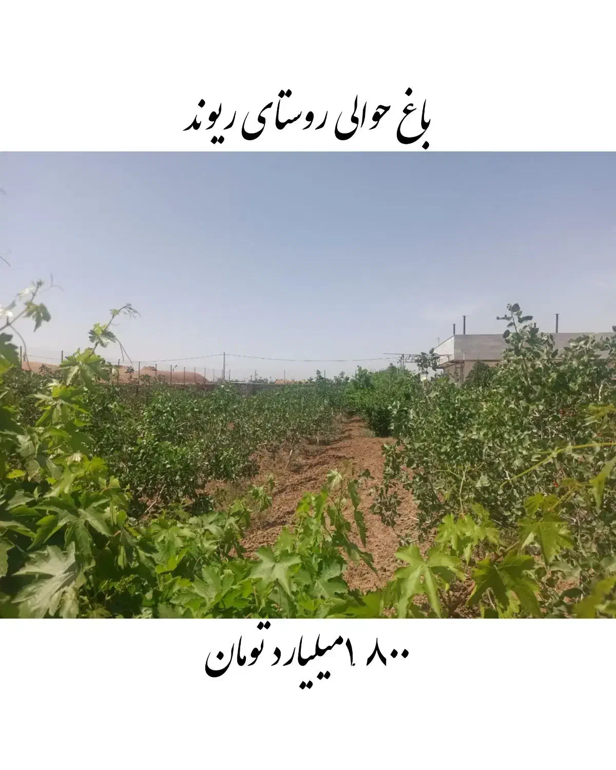 فروش باغ اطراف ریوند ۱.۸۰۰میلیارد املاک خانواده|فروش خانه و ویلا|باشتین, |دیوار