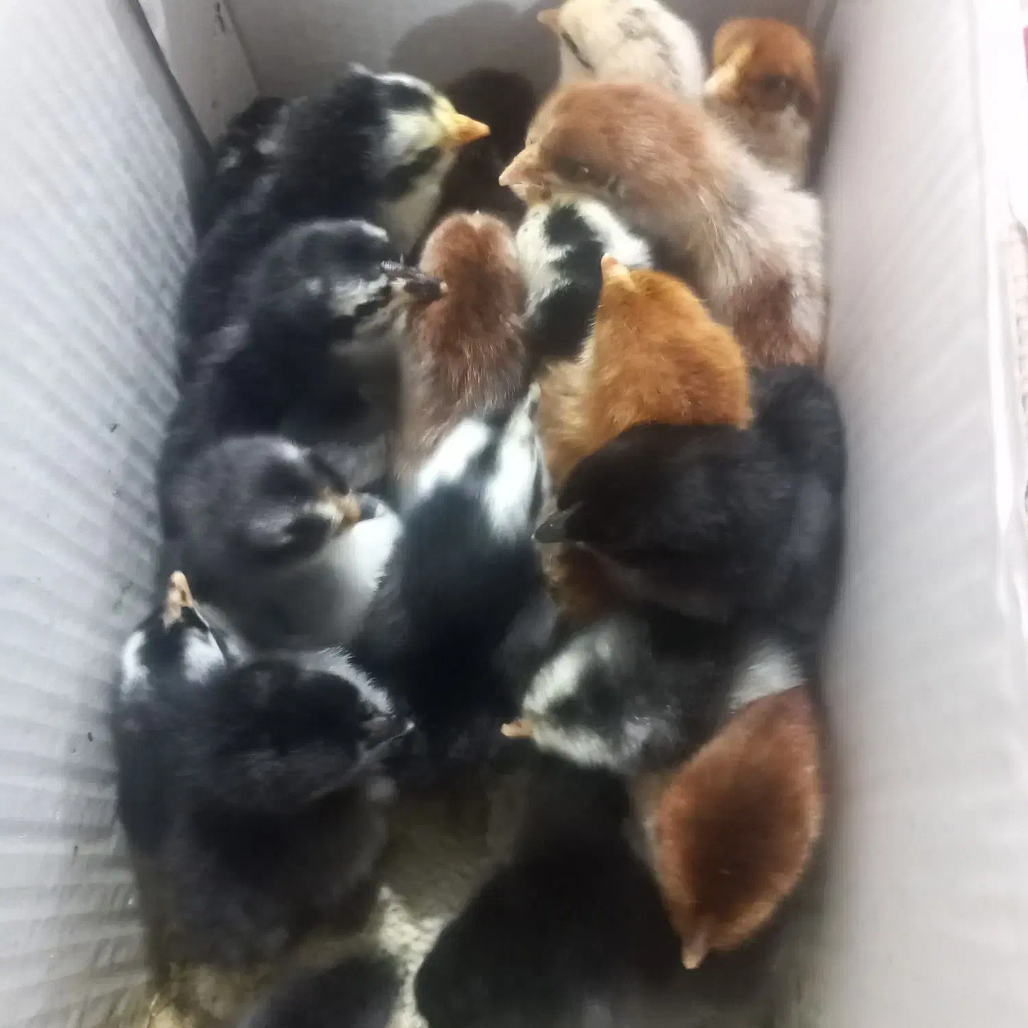 جوجه مرغ|حیوانات مزرعه|گلوگاه بابل (گلیا), |دیوار