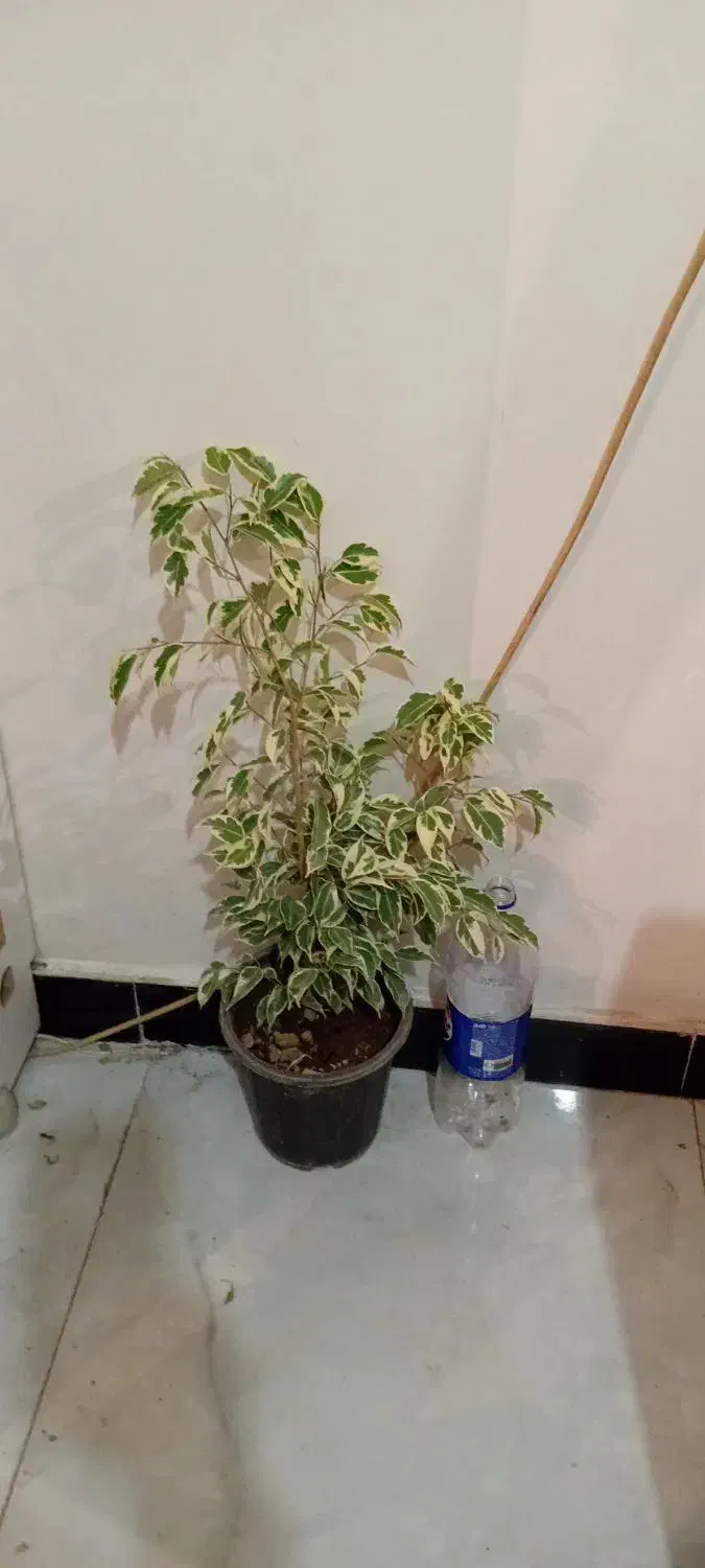 ح ر ا ج|حراج|خرمآباد, |دیوار