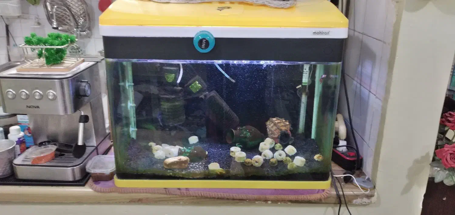 آکواریوم|ماهی|رامهرمز, |دیوار