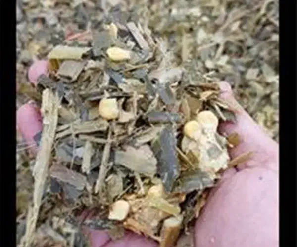 تفاله ذرت و تفاله چغندر و چغندر|حیوانات مزرعه|سراب, |دیوار