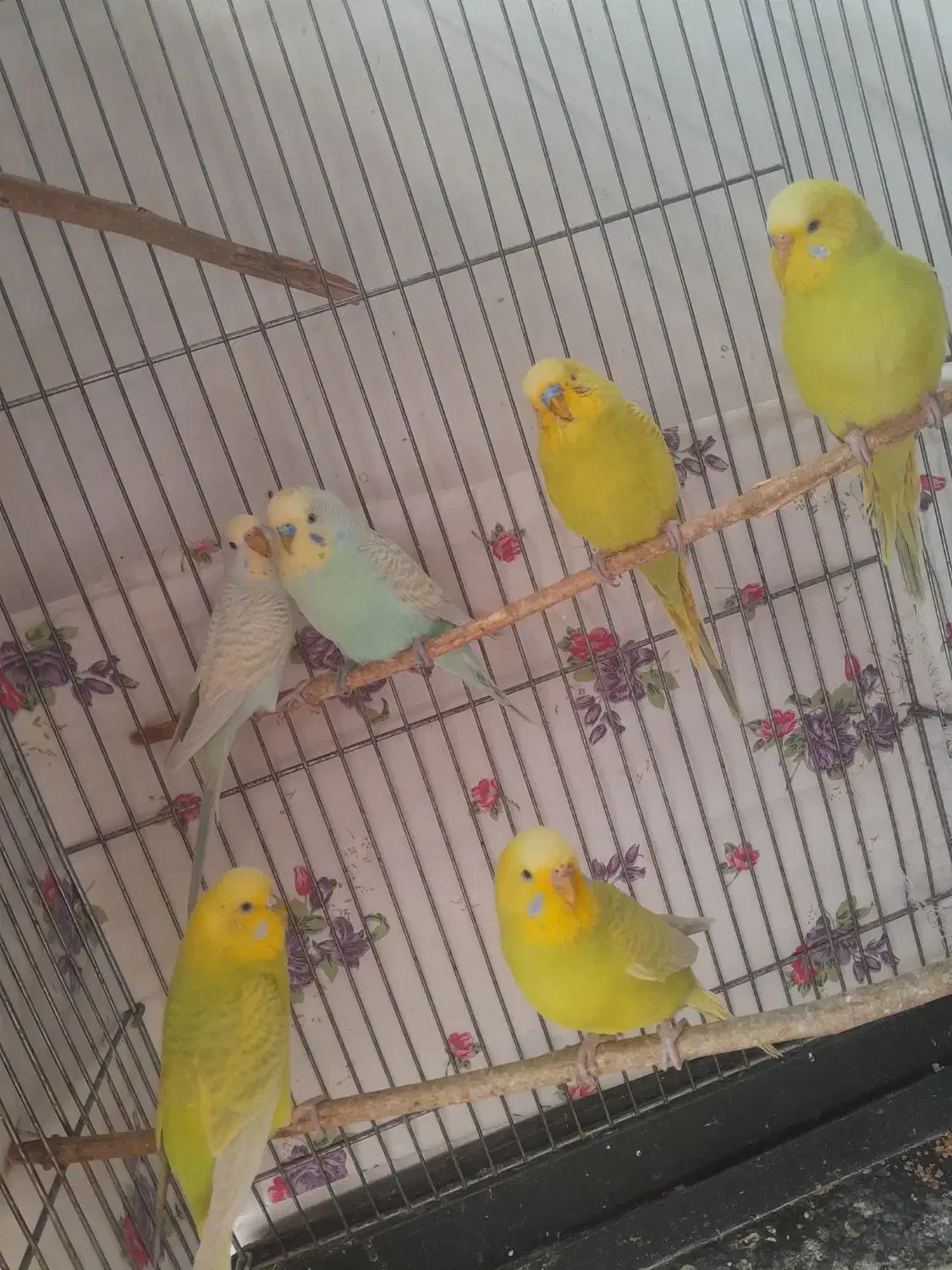 مرغ عشق‌ طوطی‌ رنگین‌کمانی|پرنده|گلستان (تهران), |دیوار