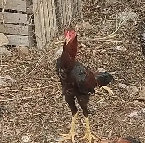 لاری نر اصیل|حیوانات مزرعه|افشار, |دیوار