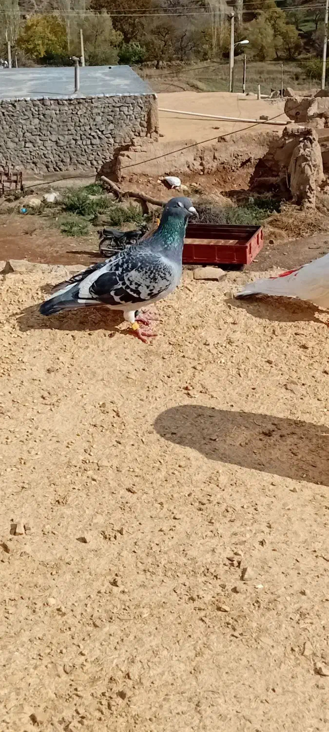 کبوتر پلاکی اصل|پرنده|اهر, |دیوار