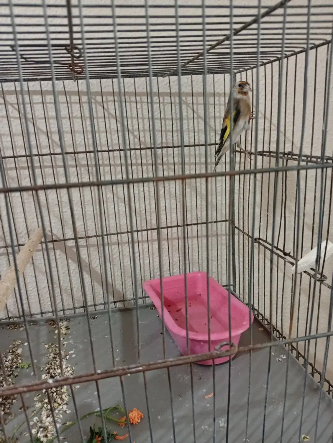 سهره|پرنده|شاهین‌شهر, خانه کارگر|دیوار