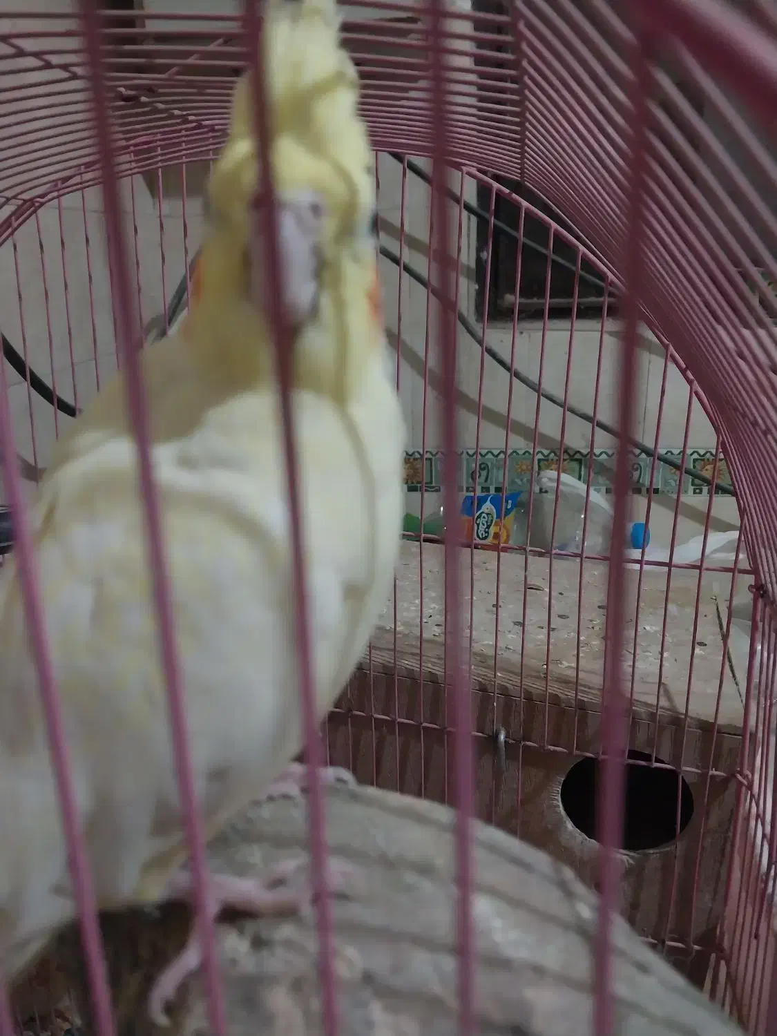 ماده یکساله بهشرط جوجه پنج تخم|پرنده|گرمسار, |دیوار