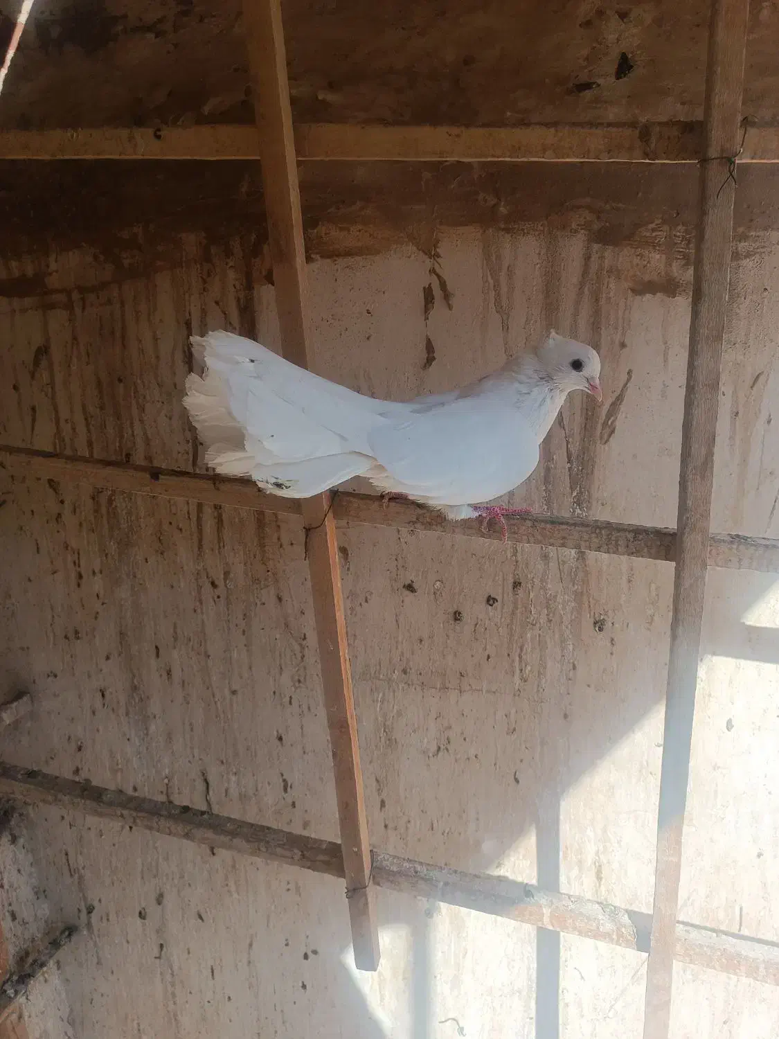 کفتر|پرنده|قم, سرحوض|دیوار