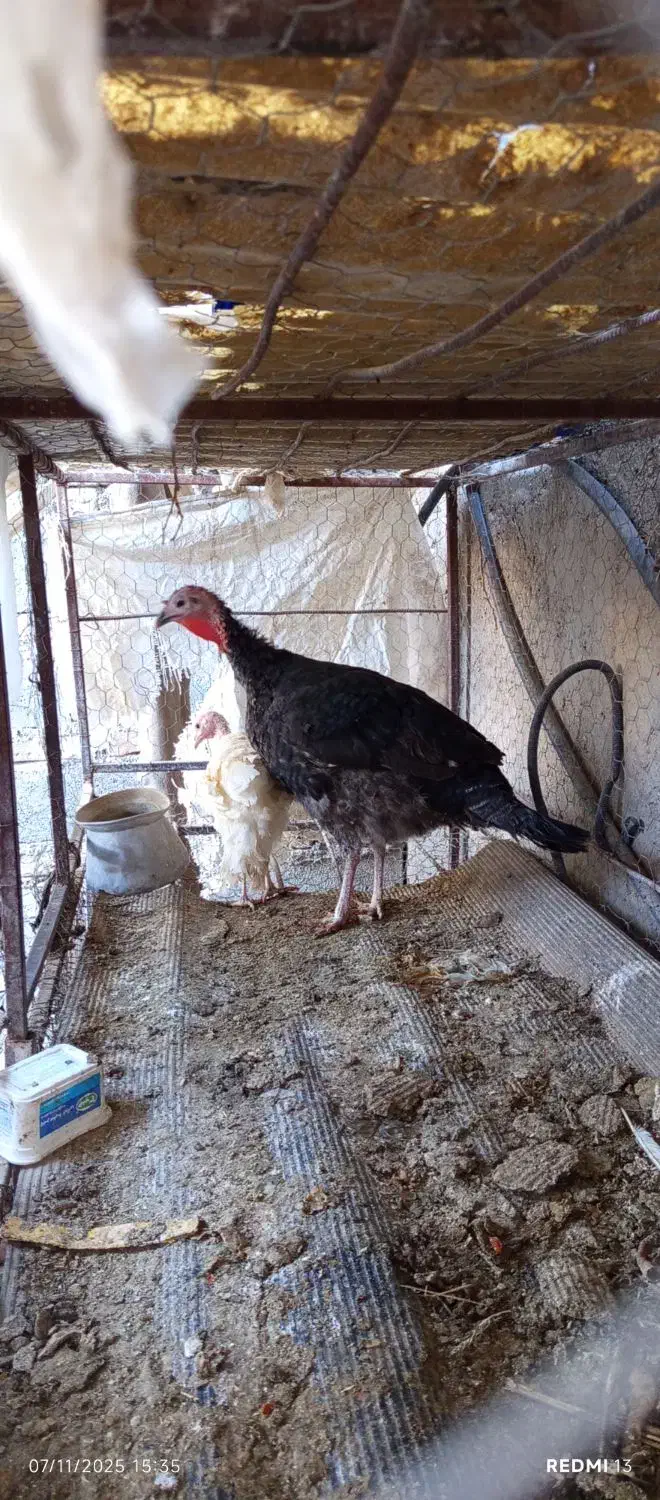 بوقلمون|حیوانات مزرعه|خاش, |دیوار