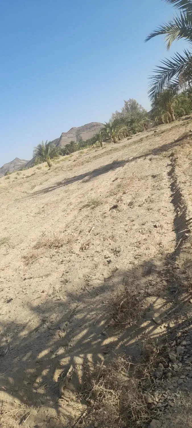 باغداری|خدمات باغبانی و درختکاری|جالق, |دیوار