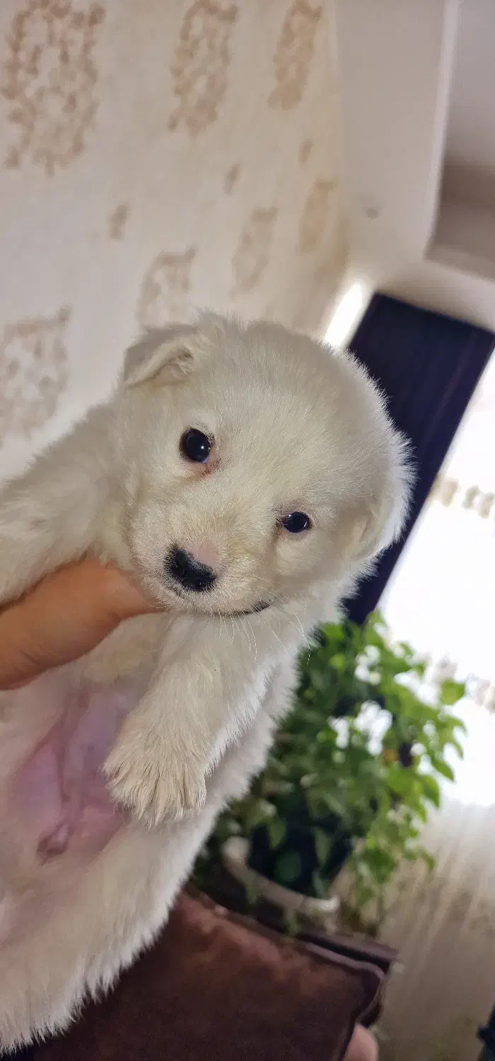 پامر اشپیتز|سگ|تهران, هوانیروز|دیوار