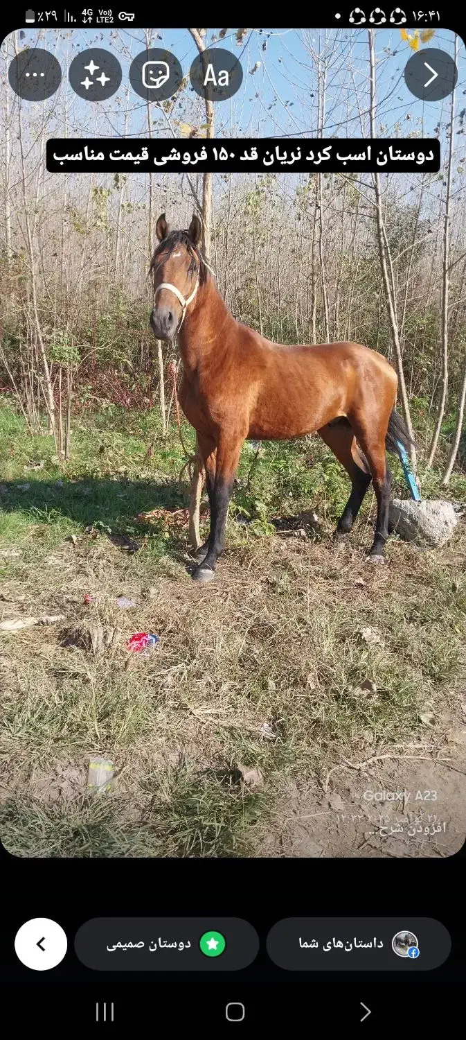اسب نریان دوساله|اسب و تجهیزات اسب‌سواری|کیاشهر, |دیوار