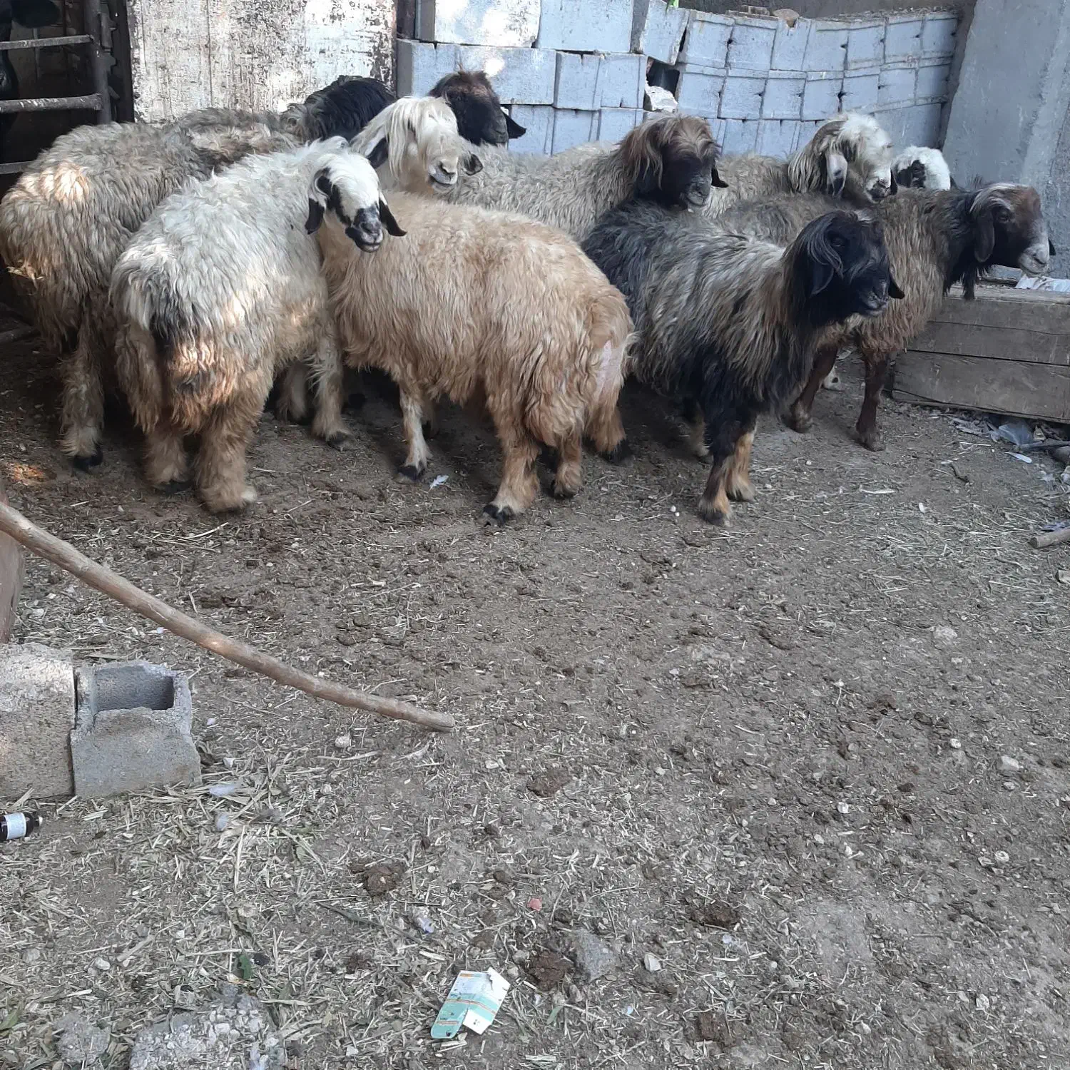 میش شهرکردی اصل|حیوانات مزرعه|مرودشت, رامجرد یک|دیوار