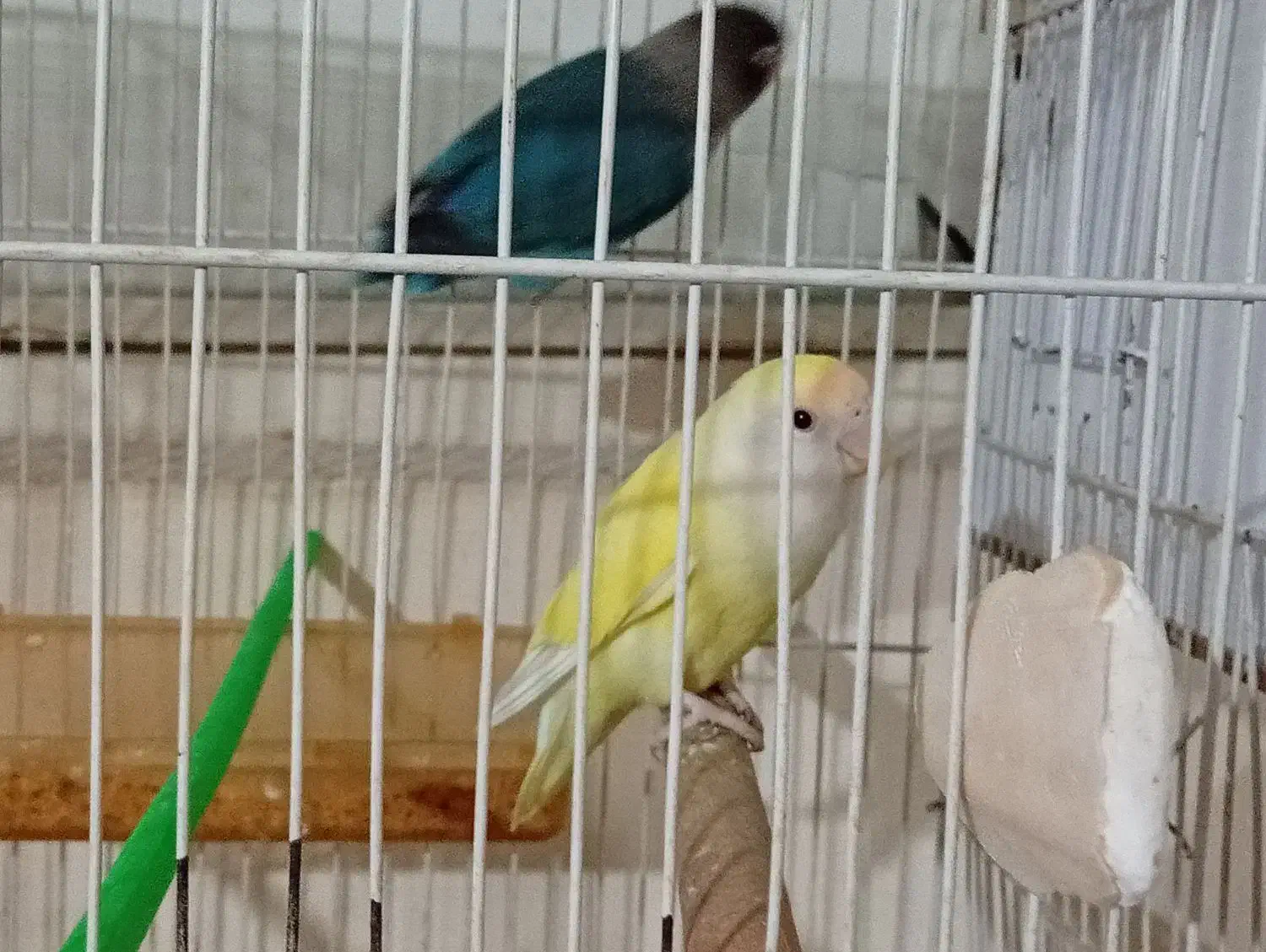 یک جفت کوتوله با تخم|پرنده|مشهد, ابوذر|دیوار