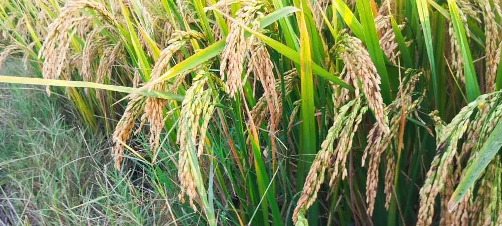 شلتوک|خوردنی و آشامیدنی|کوهنجان, |دیوار