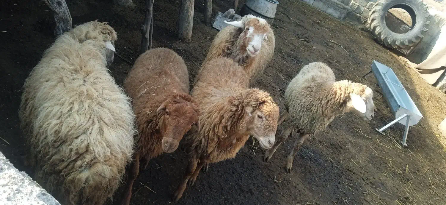 بره نر|حیوانات مزرعه|دره رود, |دیوار