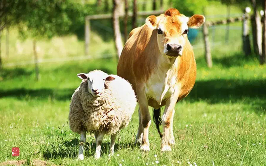 شیر و ماست محلی|خوردنی و آشامیدنی|یزد, |دیوار