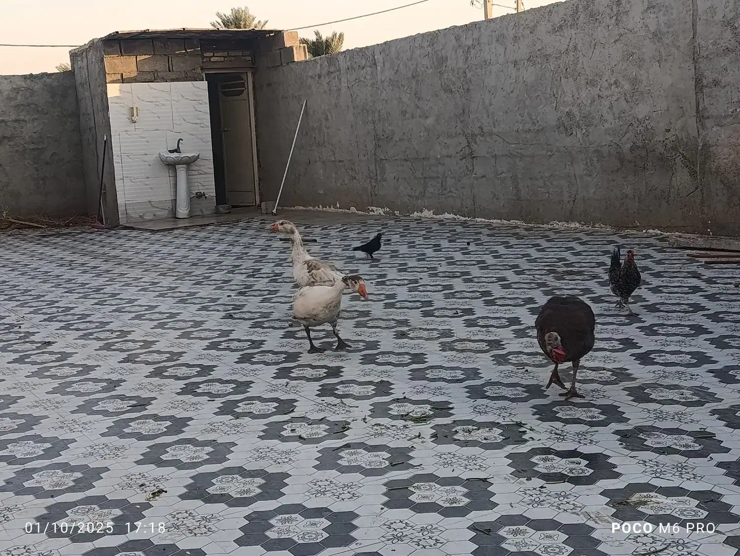 دو عدد غاز با یک‌ عدد بقلمون|حیوانات مزرعه|رامشیر, |دیوار