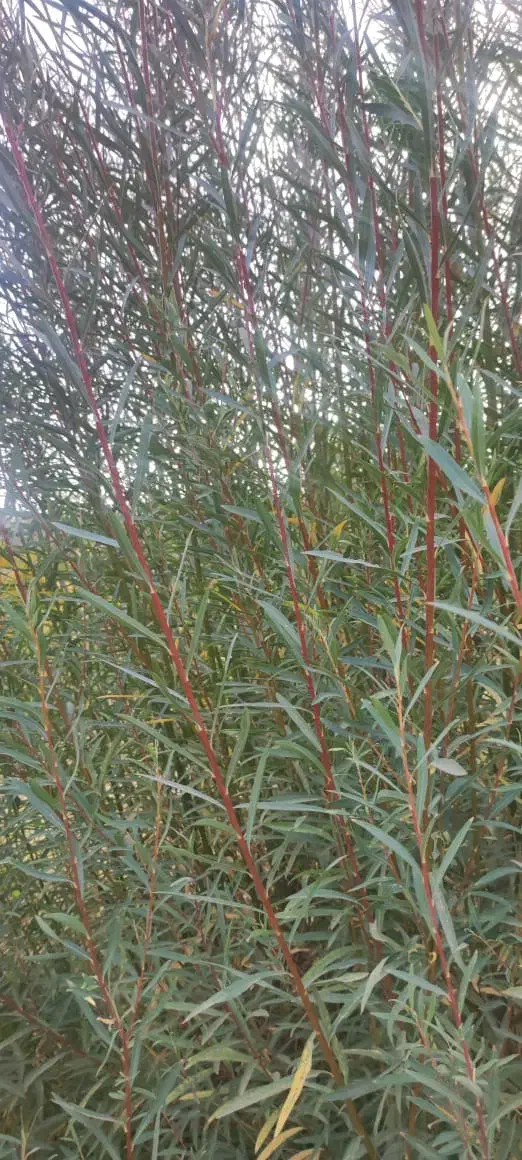 شمشک درجه یک|صنایع دستی و سایر لوازم تزئینی|کن, |دیوار