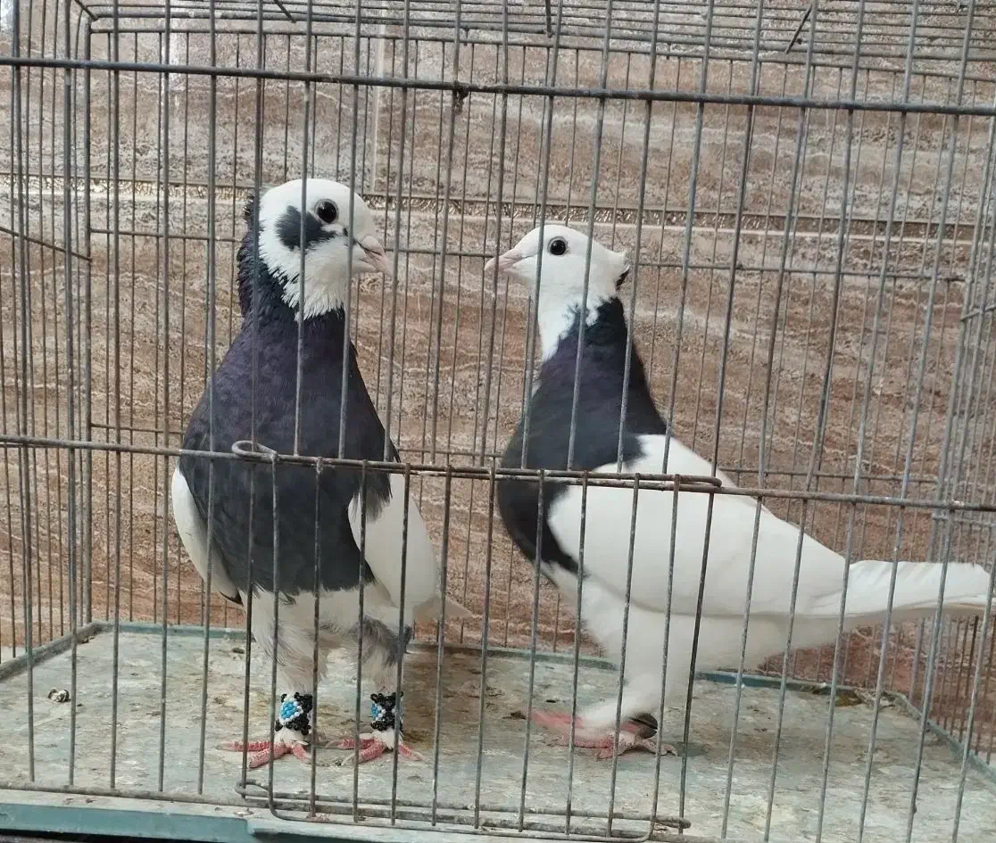 یک جفت طوقی|پرنده|رفسنجان, |دیوار