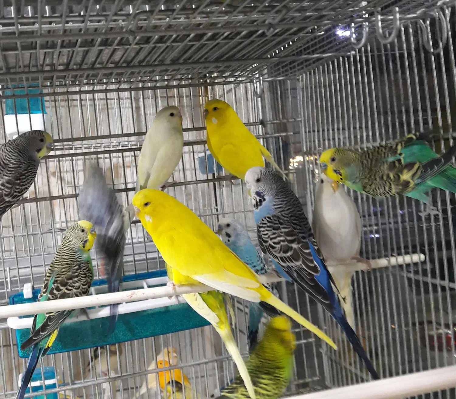 مرغ عشق انگلیسی|پرنده|تهران, جوادیه تهرانپارس|دیوار