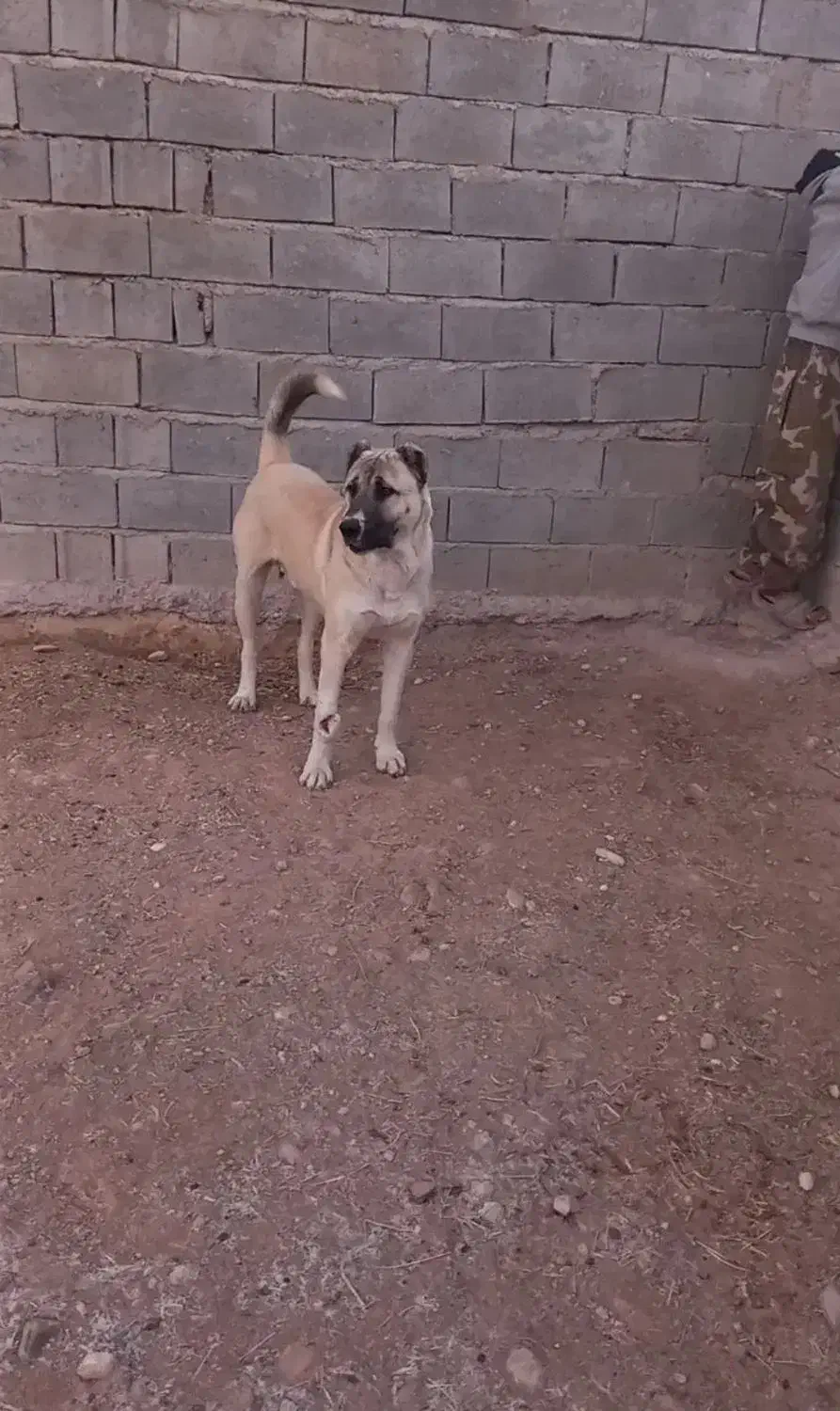 واگذاری سگ سرابی دو ساله  مجله دارم|سگ|میانه, |دیوار
