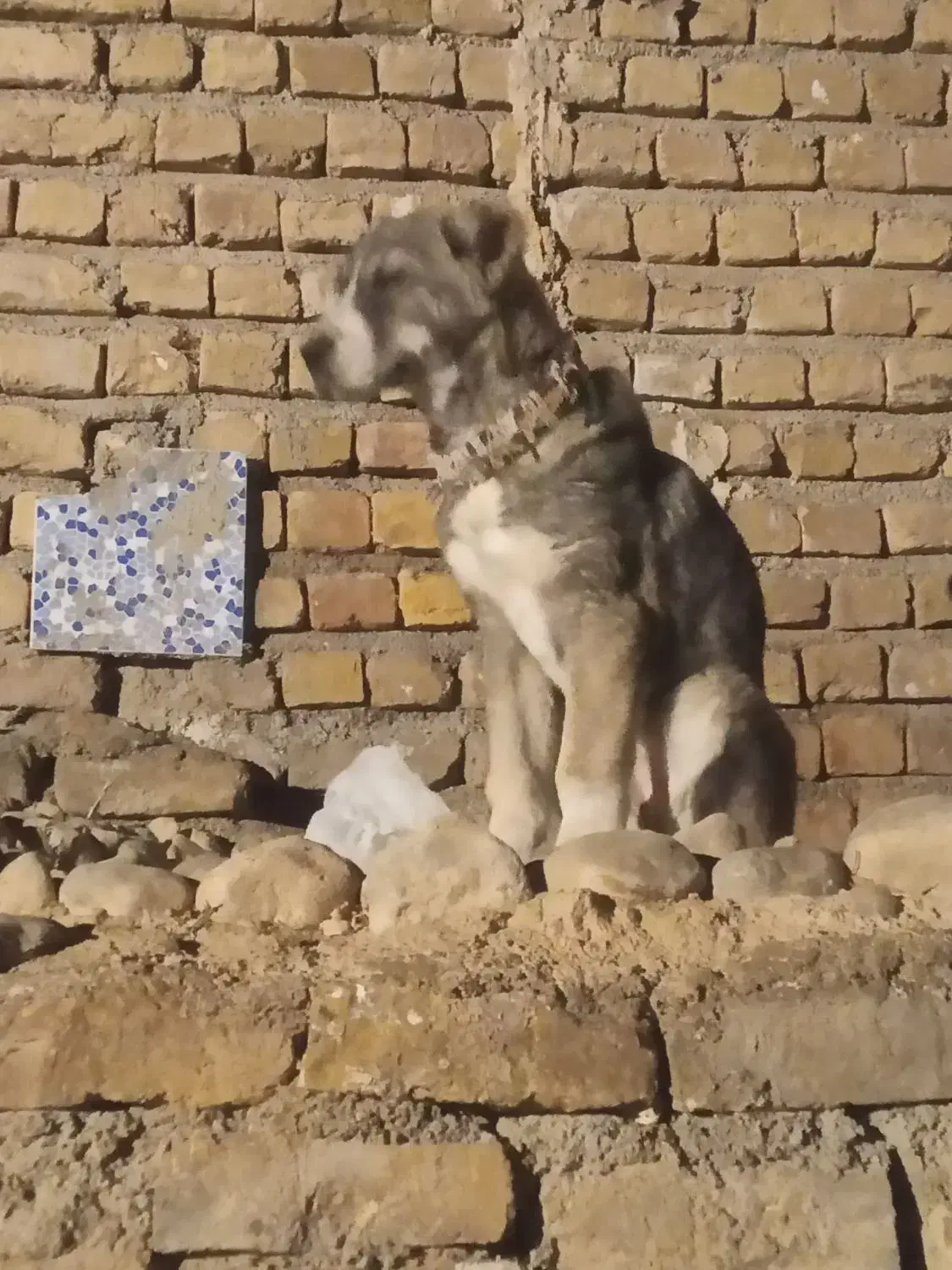 توله سگ.ماده. گم شده.|حیوانات|شیروان (خراسان), |دیوار