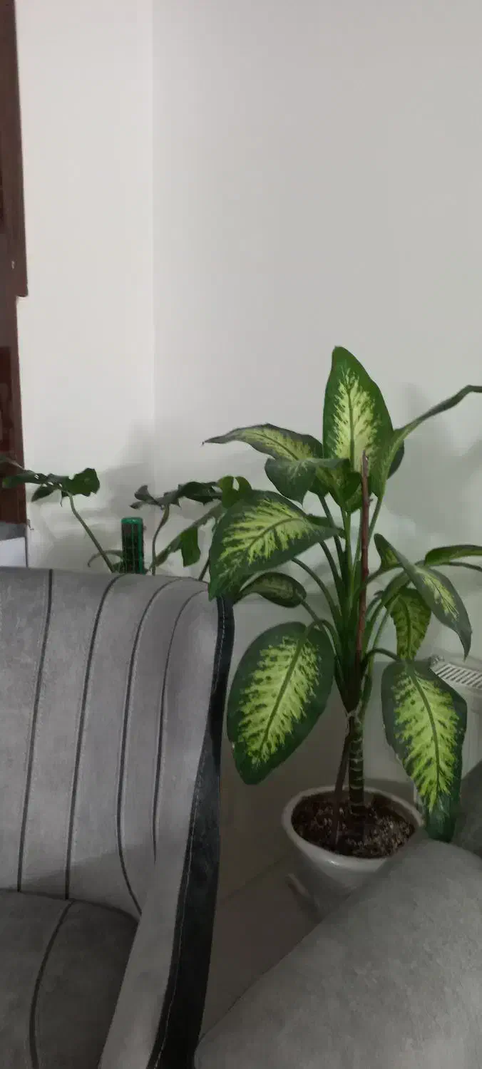 وسایل خانه|تابلو، نقاشی، عکس|گلبهار, شهر جدید گلبهار|دیوار