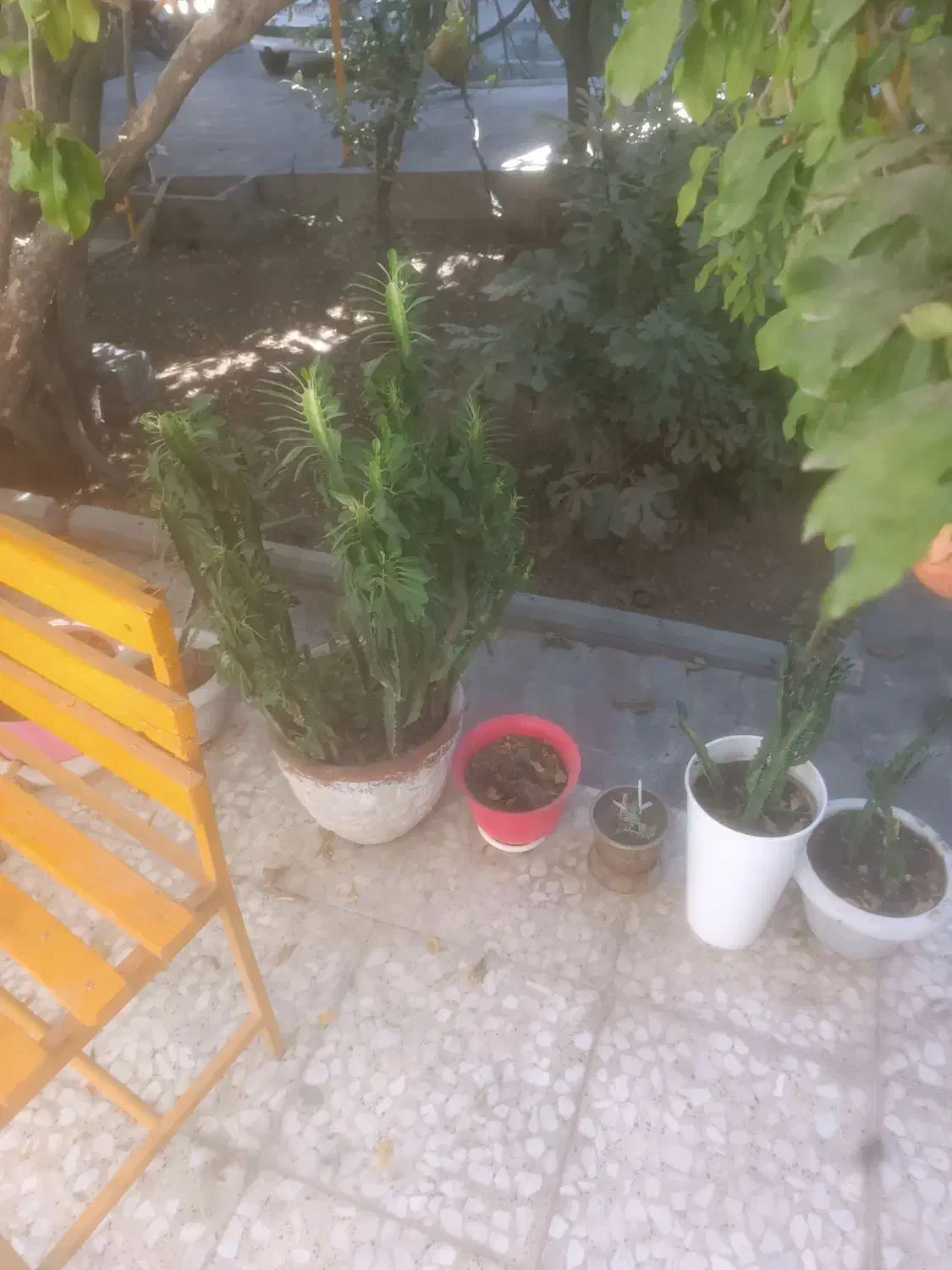 کاکتوس افوربیا|گل و گیاه طبیعی|بهارستان, |دیوار