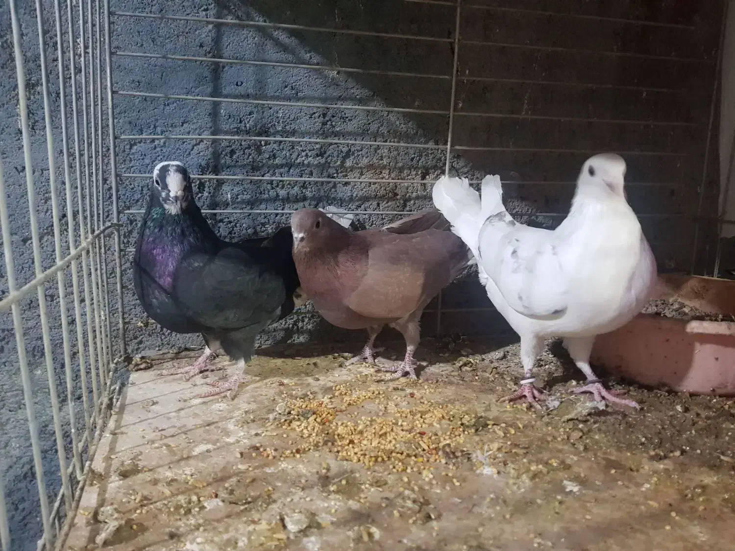 کفتر شکار|پرنده|یزد, |دیوار