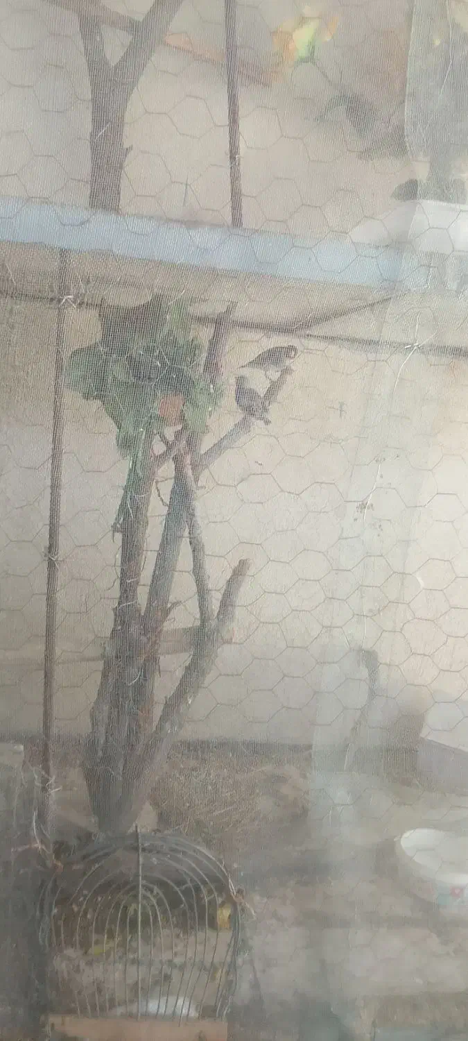 سهره ماده کار داده سه سال قفس|پرنده|ایوان, |دیوار