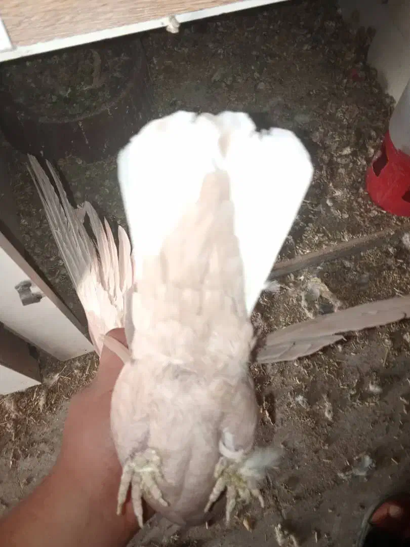 زرد دوم سفید گوهگ|پرنده|رفسنجان, |دیوار