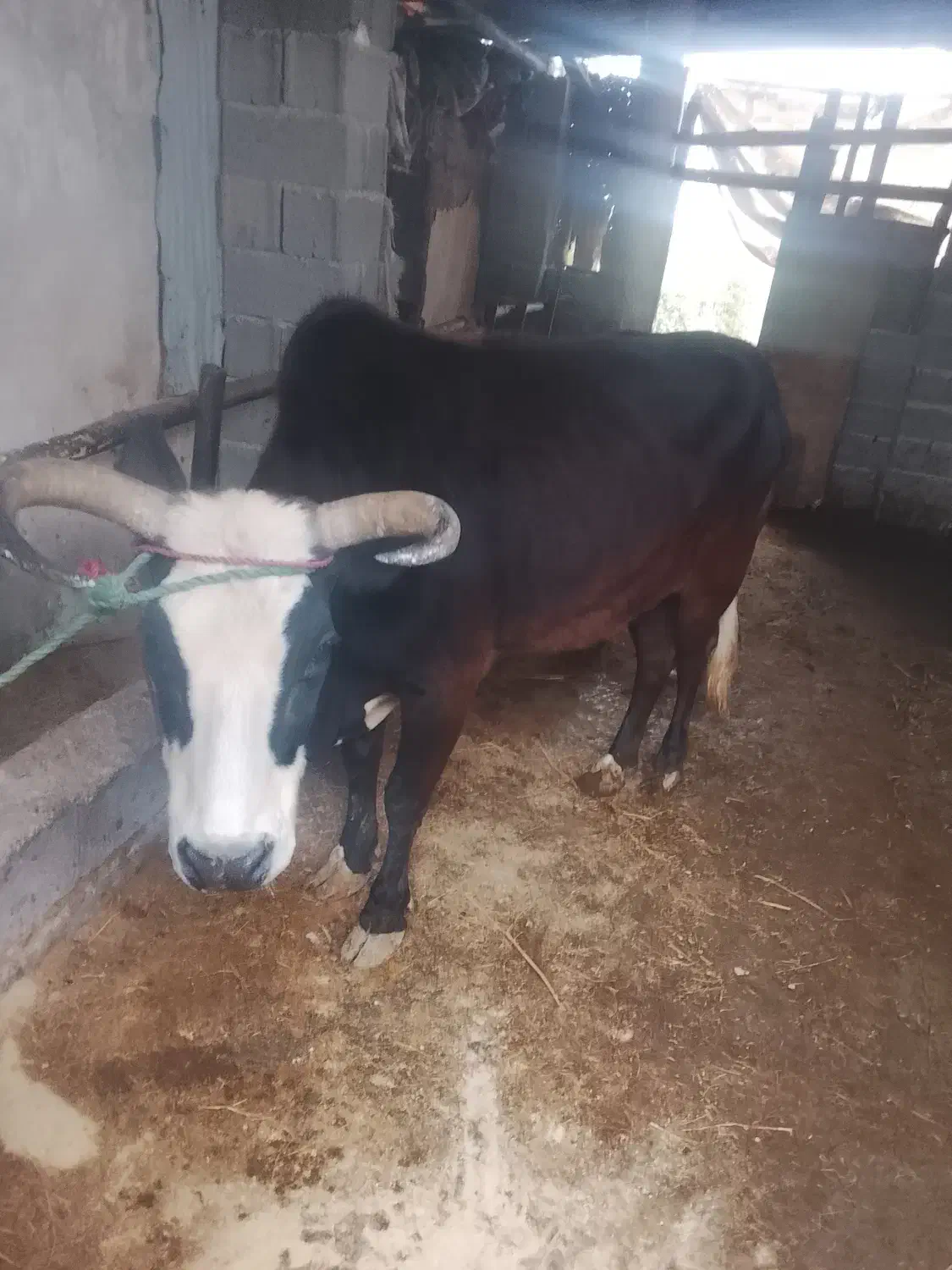 گاو چالوسی ورزا گاو لیشه|حیوانات مزرعه|کوچصفهان, |دیوار