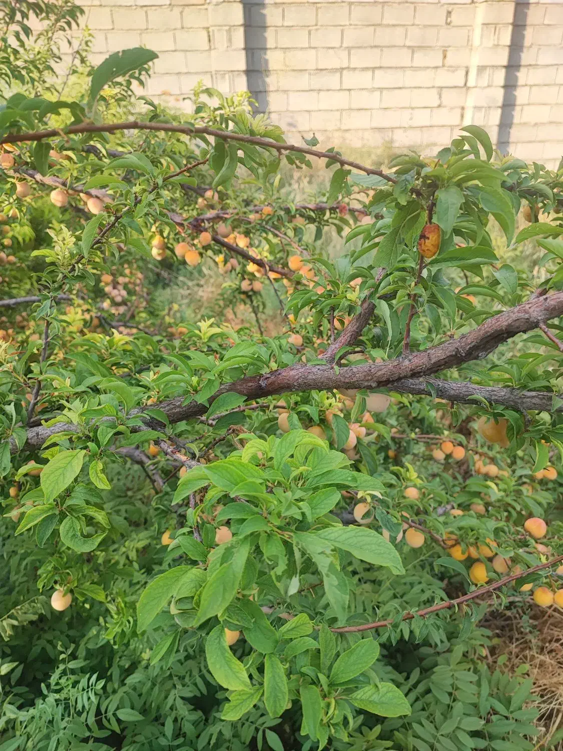 فروش زمین محمد صالحی بهترین موقعیت|فروش زمین و ملک کلنگی|بندر گناوه, |دیوار