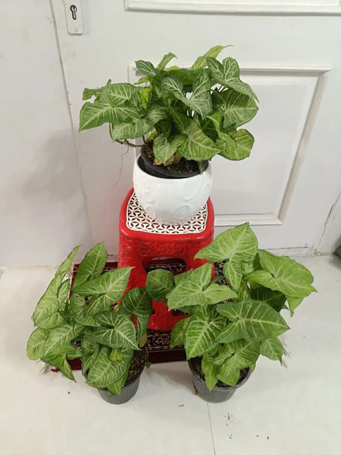 گل و گیاه طبیعی باکیفیت سانسوریاو پتوس و زامفولیا|گل و گیاه طبیعی|مشهد, قائم|دیوار