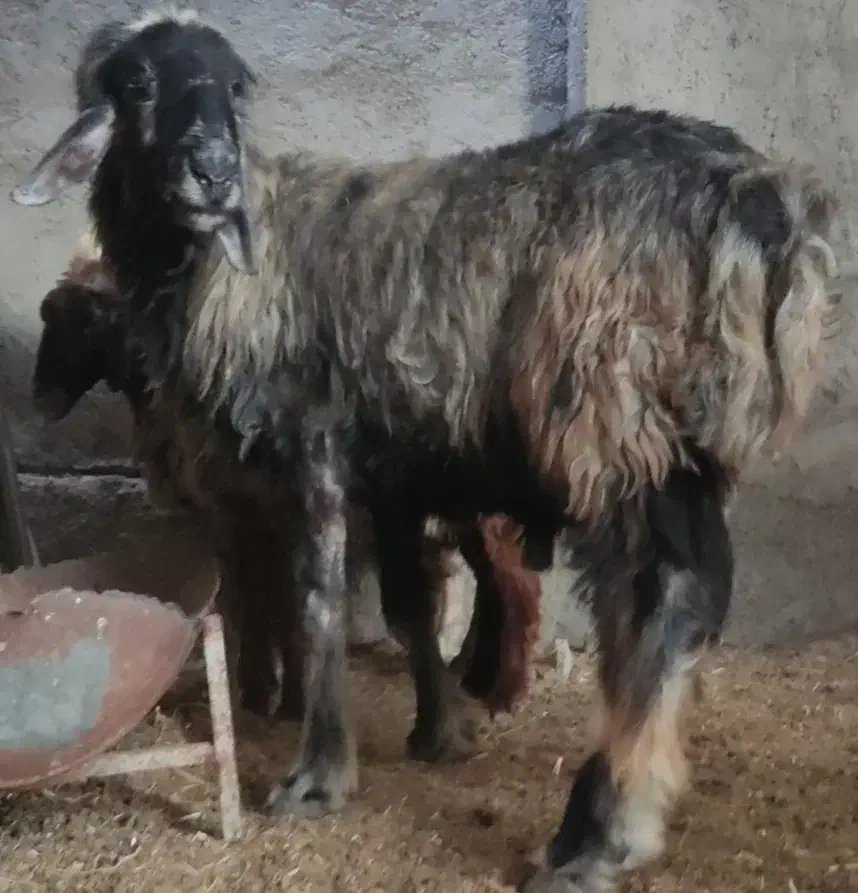 10،میش آبستن دور نزدیک دو قدچ|حیوانات مزرعه|وحدتیه, |دیوار