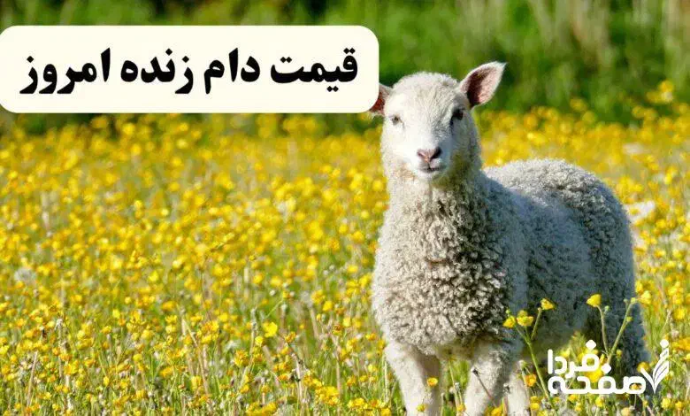 گوسفند بخرید تنظیم بازاری کیلوی ۳۰۰|حیوانات مزرعه|تهران, سردارجنگل|دیوار