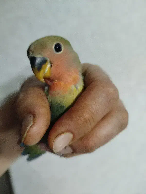 جوجه دو ماهه برزیلی از نژاد اوپال|پرنده|فردیس, سرحد آباد|دیوار