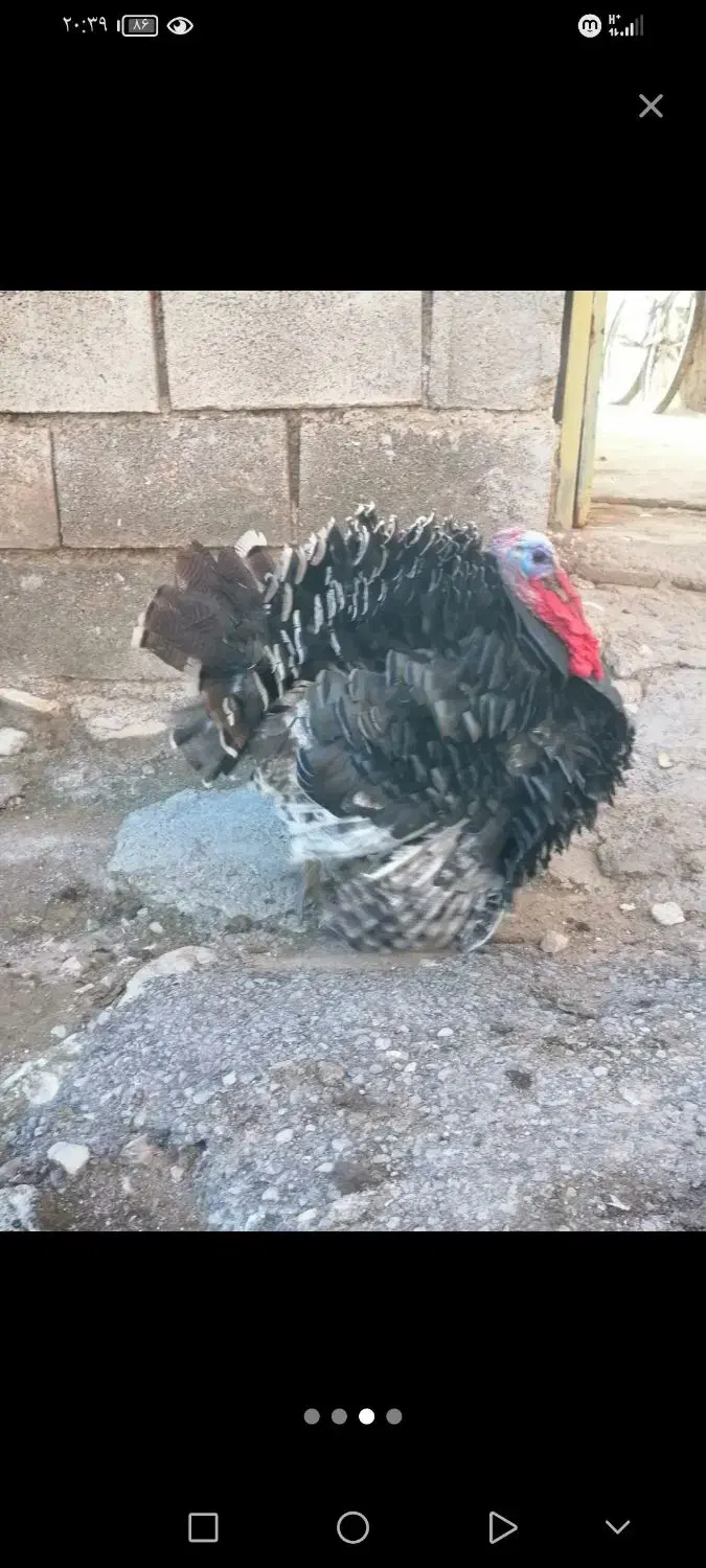 حیوان|حیوانات مزرعه|دهدشت, |دیوار