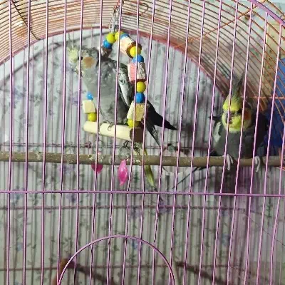 جفت عروس هلندی|پرنده|شاهین دژ, |دیوار