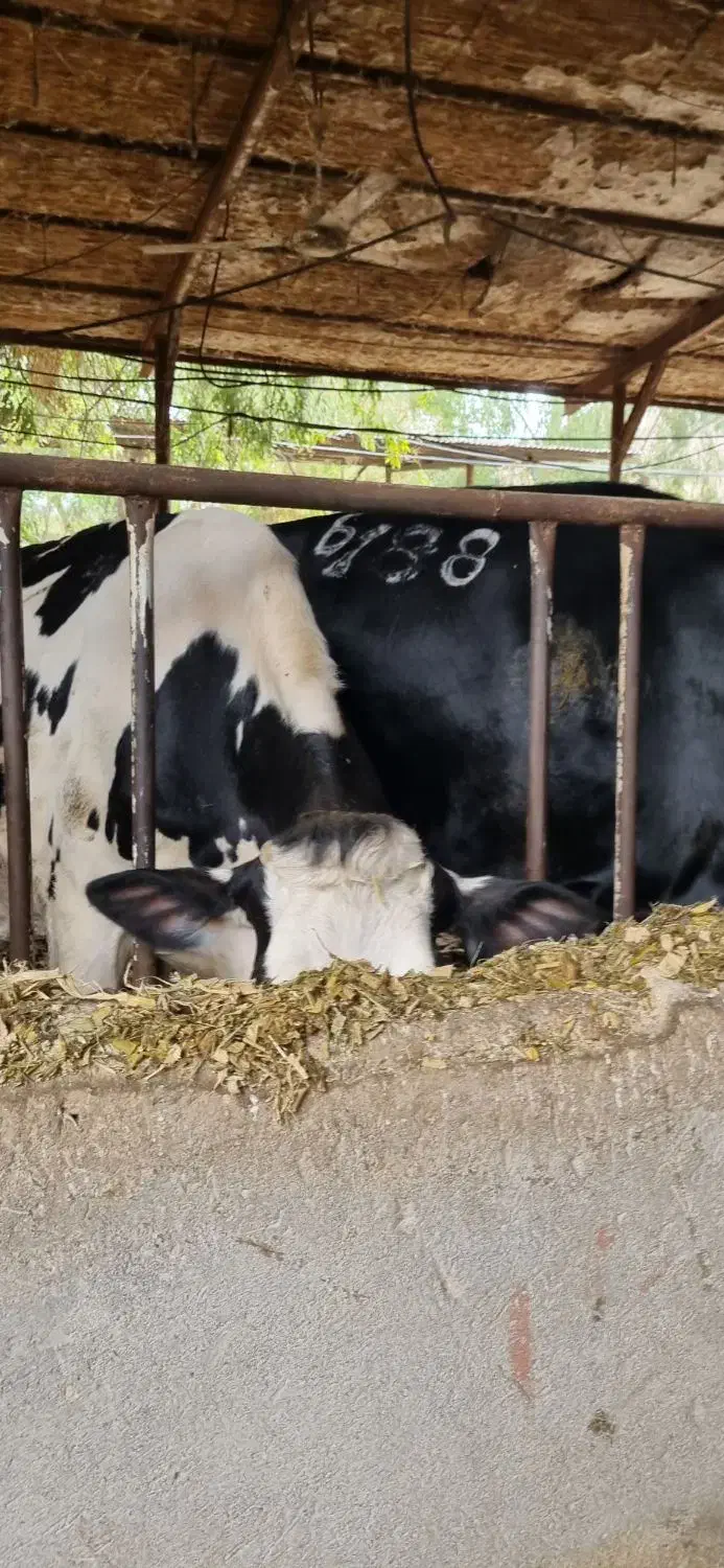 نیازمند به کارگر گاوداری برای نگهداری از گاوها|استخدام سرایداری و نظافت|ایذه, |دیوار