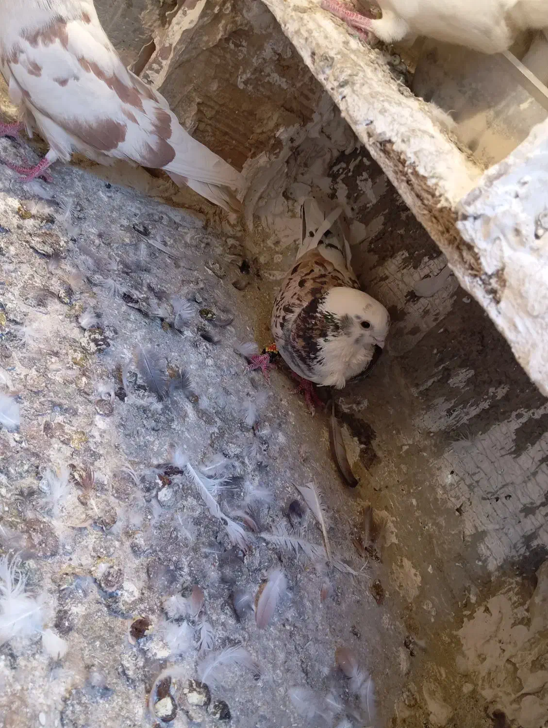 کفتر معاوضه|پرنده|مشکیندشت, |دیوار