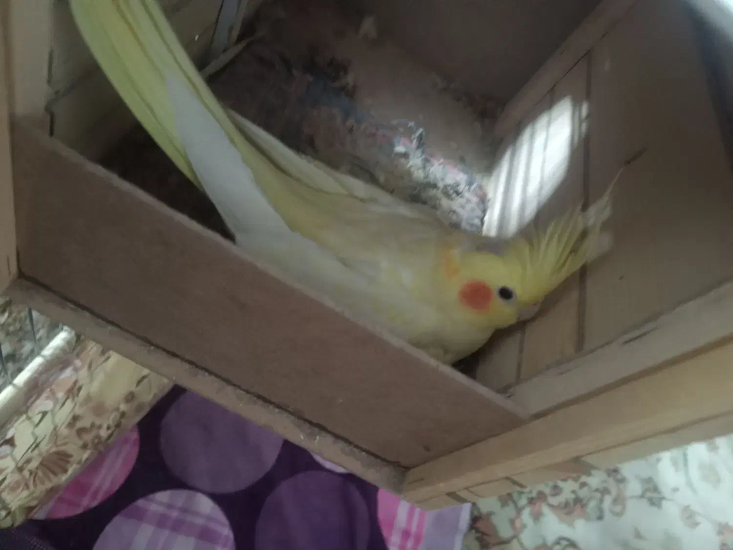 عروس هلندی مولد|پرنده|کرج, فاز ۵ مهرشهر|دیوار