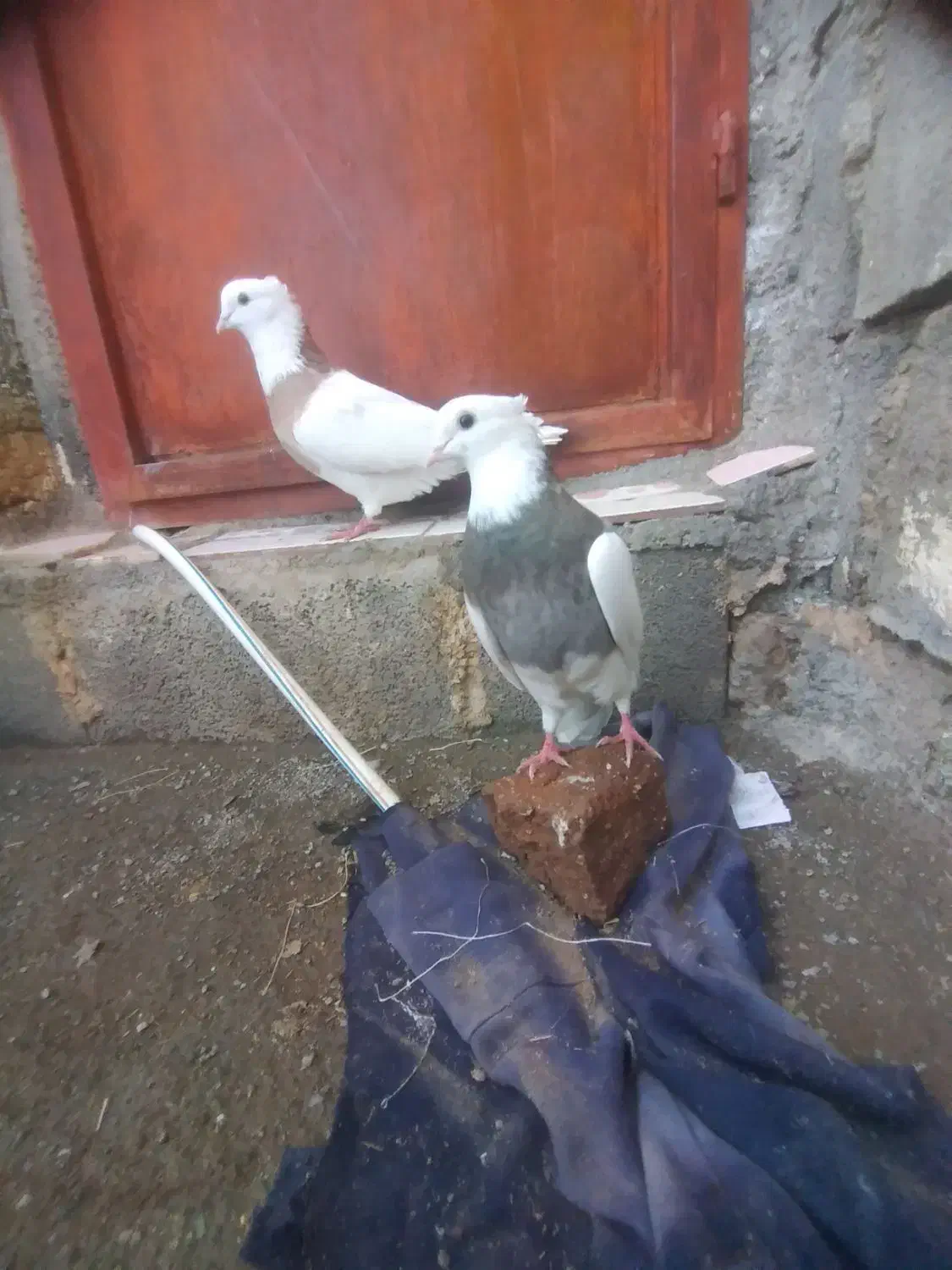 طوقیماده|پرنده|صحنه, |دیوار