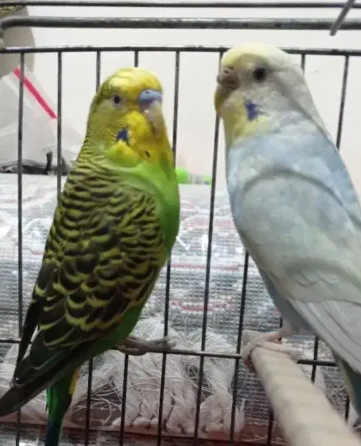 مرغ عشق مولد|پرنده|محمدشهر, محمدشهر|دیوار