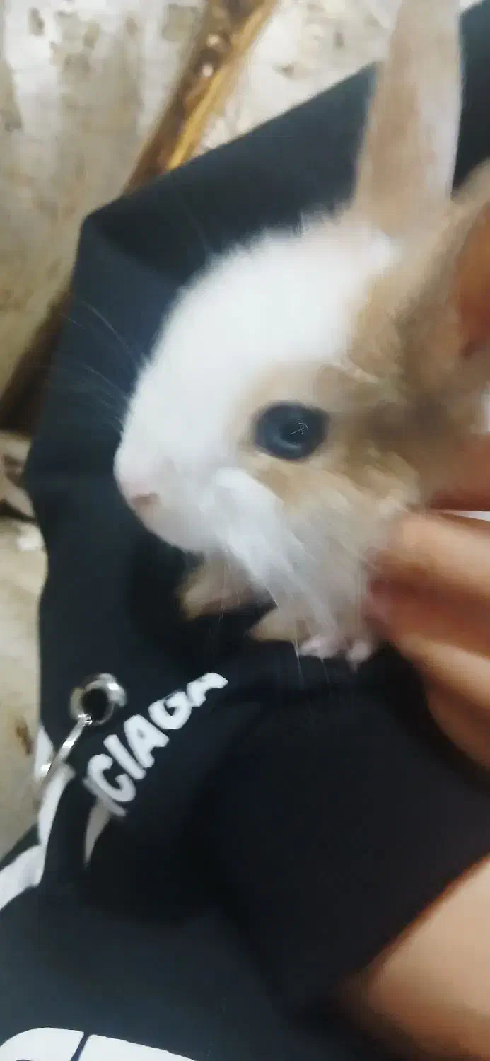 خروش اهلی|موش و خرگوش|الوند, |دیوار